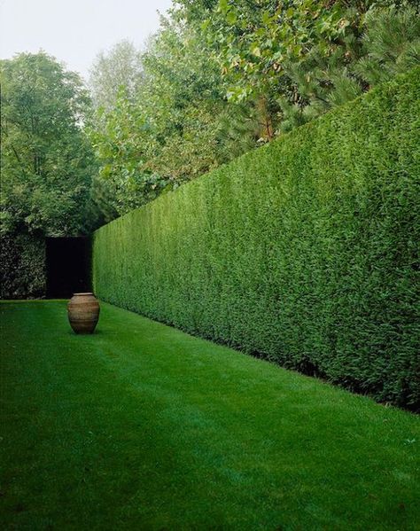 Leylandii Hedge, Garden Hedges, Privacy Landscaping, Garden Screening, Garden Shrubs, Formal Gardens, Easy Garden, The Secret Garden, Shade Garden