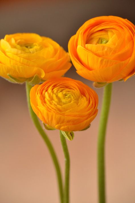 Orange Ranunculus, Grow Garden, Ranunculus Flowers, Beauty Flowers, Macro Flower, Flower Vase Arrangements, Vase Arrangements, Autumn Garden, Birthday Flowers