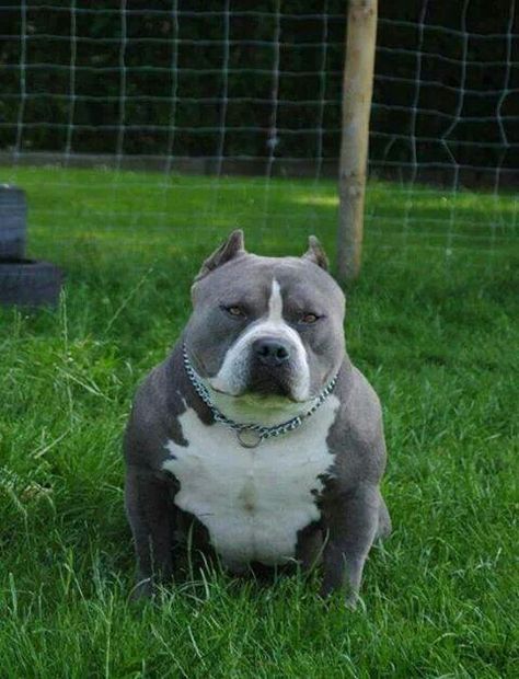 ✨Pinterst @Blessed187✨ American Bullies, Bully Dogs, Pocket Bully, Bully Breed, Staffordshire Terriers, Bully Breeds Dogs, Dogs Stuff, Pitbull Pictures, Dog Picture