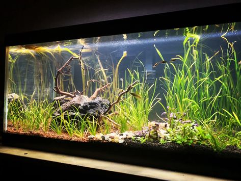 Aquarium Set, Freshwater Aquarium Plants, Amazing Aquariums, Fish Tank Terrarium, Aquarium Maintenance, Witchy Tips, Fresh Water Fish Tank, Aquarium Stand, Live Aquarium Plants