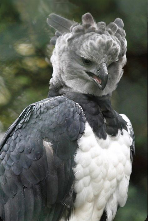 The largest eagle with a wingspan of 5 to 7 ft. The rear talons can measure 5 inches in long — bigger than the claws of a grizzly bear. In fact, no other eagle has talons so large. Status: Near threatened. Magnificent! Harpy Eagle, Wild Animals Pictures, Pretty Animals, 5 To 7, Big Bird, Grizzly Bear, Birds Of Prey, 귀여운 동물, Animals Friends