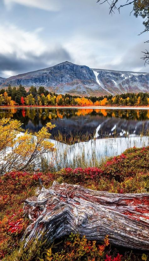 Swedish Lapland Sweden Norway Finland Lapland Nordic countries Baltic countries Europe Autumn Festival fall season Forest yellow forest yellow trees Lap Land, Sweden Lapland, Sweden Nature, Swedish Lapland, Ice Hotel, Midnight Sun, The Midnight, Fall Season, Destiny