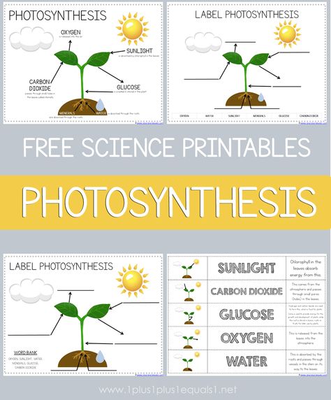 Free Photosynthesis science printables for kids #1plus1plus1 #science #homeschool Photosynthesis For Kindergarten, Botany For Kids, Photosynthesis Activity, Teaching Photosynthesis, Photosynthesis Lesson Plan, Photosynthesis Projects, Physics For Kids, Free Science Printables, Photosynthesis Activities