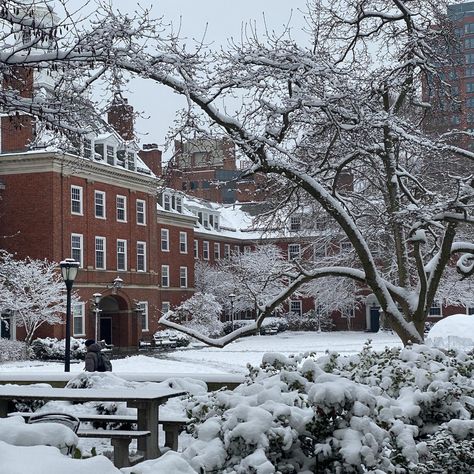 New England University Aesthetic, Yale University Aesthetic Campus, Yale University Aesthetic, Yale Campus, Ivy Aesthetic, Future University, Ivy League Aesthetic, Finals Season, Harvard Yale