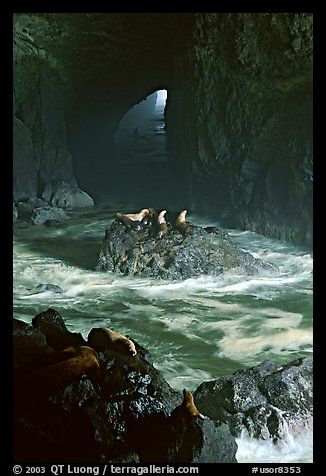 Sea Lions in sea cave. Oregon, USA (color) Florence Oregon, Photo Sea, Oregon Trip, Oregon Living, Beautiful Oregon, Sea Cave, Into The West, Oregon Washington, State Of Oregon