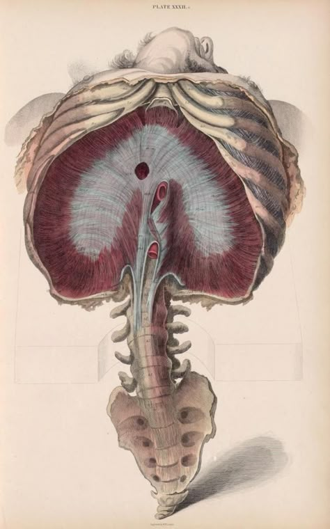 'System of Anatomical Plates' by John Lizars, 1825. ~~ www.facebook.com/TheIrregularAnatomist ~~ www.twitter.com/Irr_Anatomist Medical Drawings, Arte Yoga, Digestive Tract, Psy Art, Human Anatomy Art, Anatomy Sketches, Medical Anatomy, Medical Art, Body Anatomy