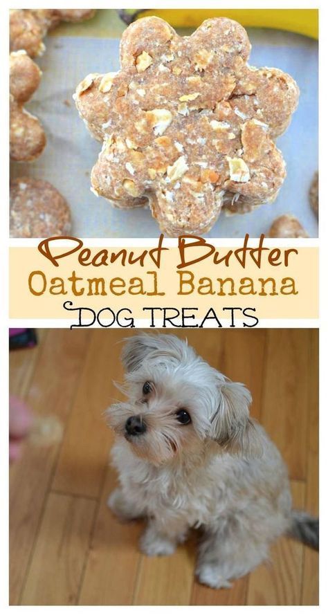 These homemade dog treats are filled with everything you need to keep your pup happy & energized! #ProPlanPet #Ad Banana Dog Treat Recipe, Banana Dog Treats, Easy Dog Treat Recipes, Oatmeal Banana, Dog Biscuit Recipes, Easy Dog Treats, Healthy Dog Treats Homemade, Dog Treats Homemade Recipes, Food Dog