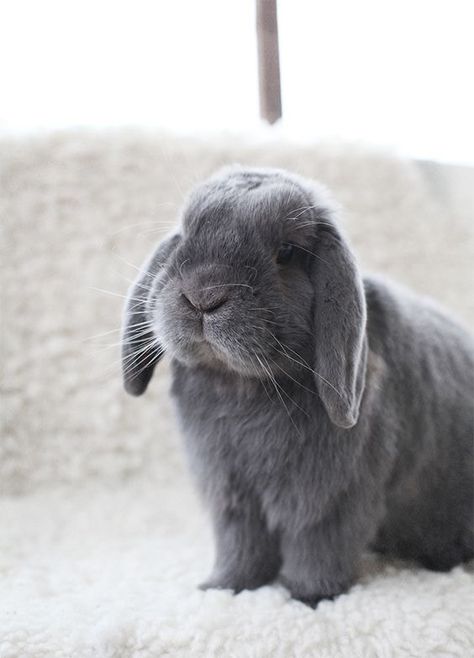 grey bunny Mini Lop Bunnies, Mice And Men, Rabbit Pictures, Rabbit Breeds, Beautiful Rabbit, Mini Lop, Bunny Care, Cute Bunny Pictures, Grey Bunny