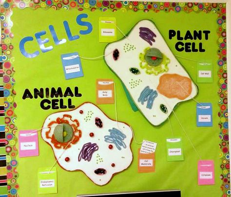 3D Cell Bulletin Board with pull-out definition cards High School Bulletin Boards, Science Display, 3d Cell, Science Bulletin Boards, Class Bulletin Boards, Cell Theory, Science Cells, Plant And Animal Cells, Cells Project