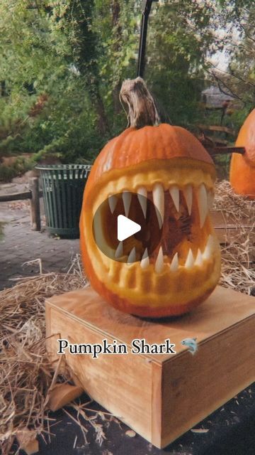 Creepy AF on Instagram: "Creepy or cool? 🦈🎃

#coolpumpkins 
#sharkteeth 
#pumpkincarving 
#scarypumpkin 
#trendingreels" Halloween Pumpkins Carvings, Carving Ideas, August 31, Halloween Pumpkin, Pumpkin Patch, Pumpkin Carving, Halloween Pumpkins, Pumpkins, Carving