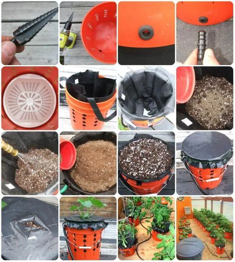 Make Your Own Self Watering Tomato Buckets Grow Peppers, Watering Tomatoes, Growing Tomatoes Indoors, Growing Peppers, Plants In Pots, Tomato Farming, Growing Tomatoes In Containers, Grow Tomatoes, Bucket Gardening