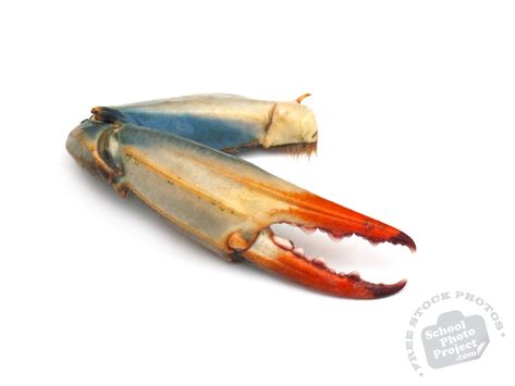 Blue Crab, FREE Stock Photo, Image, Picture: Crab Claw, Crab Leg, Royalty-Free Seafood Stock Photography Crab Photography, Crab Claw, Stone Crab Claws, Leg Reference, Seafood Stock, Stone Crab, Crab Claws, Crab Art, Crab Legs