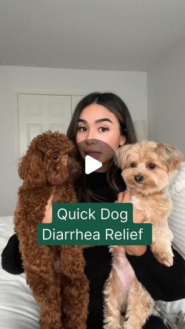 Dog Diaherra Food, Dog Diaherra Remedies, Dog Has Diaherra Remedies, Diarrhoea Relief Foods, Diahrea Remedies, Diahrea Remedies Food For Dogs, Foods To Eat When You Have Diarrhoea, Digestzen Doterra, Bacterial Infection