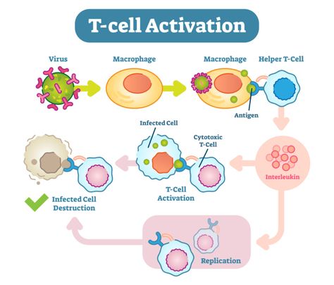 Biology Facts, Medical Student Study, Medical Laboratory Science, Biology Lessons, Medical School Studying, Nursing School Notes, Teaching Biology, T Cell, Science Notes