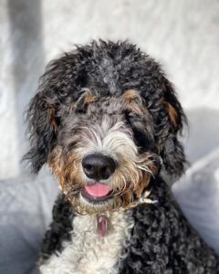 St Berdoodle Haircuts, Saint Bernard Poodle, Saint Berdoodle, Doodle Breeds, Doodle Dog Breeds, St Berdoodle, Puppy Life, Friendly Dogs, Designer Dogs