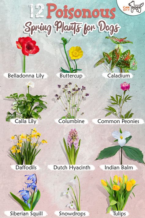 12 Poisonous Spring Plants for Dogs Toxic Flowers, Plants For Dogs, Plants Toxic To Dogs, Natural Dog Remedies, Dog Safe Plants, Campanula Flowers, Dog Friendly Plants, Hyacinth Plant, Geranium Plant