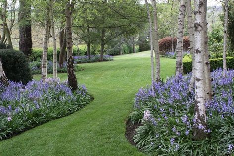 Silver Birch Tree Landscaping, Birch Garden, Birch Trees Garden, Acreage Landscaping, Lake Landscaping, Birch Trees Landscaping, Birch Grove, Beautiful Home Gardens, Haus Am See