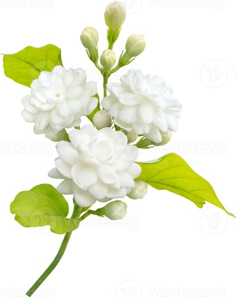 Jasminum Sambac, Arabian Jasmine, Leaf Symbol, Star Jasmine, Jasmine Flower, Mothers Day Flowers, Png Download, Family Photo, Watercolor Flowers