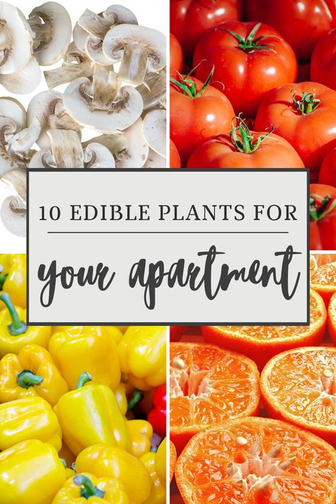 Growing plants in the city isn’t as impossible as you might think. There are plenty of fruits and vegetables that can thrive in an indoor environment or on your balcony. You don’t need to have a backyard to have a garden of your own. Here are 10 fruits and vegetables you can grow in your apartment so you can harvest your own organic food. Growing Fruits And Vegetables Indoors, Food Plants To Grow Indoors, Apartment Food Garden, Inside Garden Ideas, Gardening In An Apartment, Indoor Veggie Garden, Indoor Edible Garden, Vegetables To Grow Indoors, Apartment Vegetable Garden