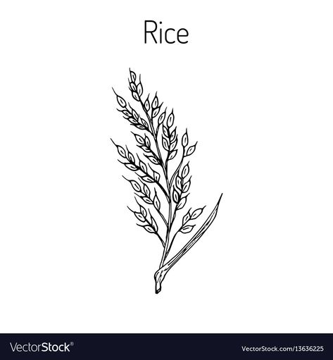 Rice Plant Tattoo Design, Rice Drawing, Rice Doodle Drawing, Sack Of Rice Drawing, Rice Plant Illustration, Maple Leaf Tattoo, Vector Images, Vector Free, Vector Illustration