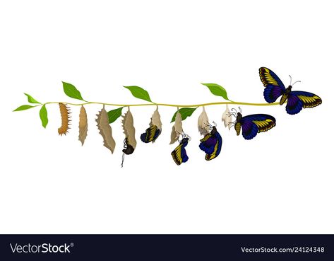 Infographics Layout, Insect Life Cycle, Butterfly Metamorphosis, Butterfly Life Cycle, Flat Vector Illustration, Web Blog, Banner Printing, Life Cycle, Image Photography