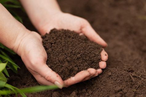 Natural Fertilizer, How To Make Your, Soil, Make Your Own, At Home, Make Your