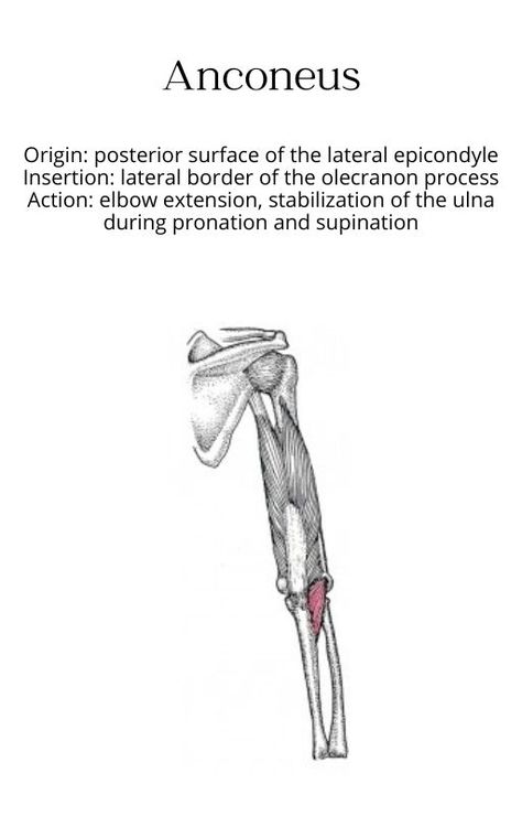 muscle anatomy bony structure studying anconeus chart origin insertion action innervation athletic training physical therapy nursing doctor healthcare health professions physiology school Muscle Origin And Insertion, Muscle Chart Anatomy, Muscle Chart, Occupational Therapist Assistant, Human Muscle Anatomy, Physical Therapy Student, Remedial Massage, Physical Therapy Assistant, Basic Anatomy And Physiology