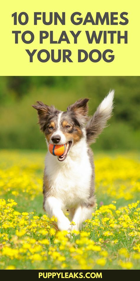 Fun Games To Play, Dog Behavior Problems, Dog Games, Dog Exercise, Indoor Dog, Dog Activities, Sporting Dogs, Dog Training Obedience, Outdoor Dog