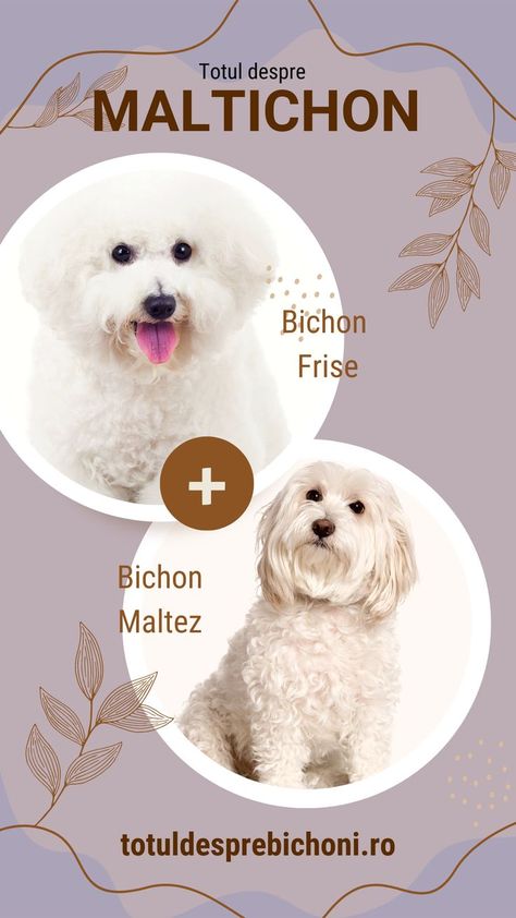 Câinele Maltichon este o încrucișare între rasele Bichon Frise şi Bichon Maltez. Aflaţi mai multe despre această rasă mixtă de Bichoni. Bishon Dogs Grooming, Bichon Mix Dogs, Bichon Frise Illustration, Bichon Frise Brown, Bichon Frise Rescue, Bichon Frise, Malta, Teddy Bear, Animals