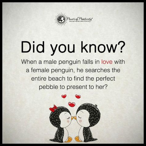 Quotes: When a penguin falls in Love with a female penguin... Penguin Love Quotes, Pinguin Meme, Penguin Quotes, All About Penguins, Penguin Art, Penguin Love, Quotes About Everything, Daily Prayers, Cute Penguins