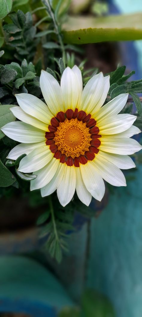 White beautiful Gazania rigens flower Gazania Rigens, Gazania Flowers, Beautiful Flower, Beautiful Flowers, Flowers, White