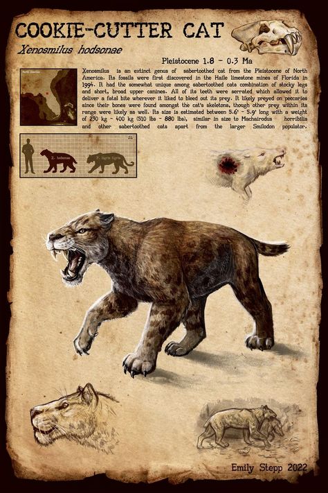 Cat Skeleton, Prehistoric Wildlife, Prehistoric World, Wild Animals Pictures, Ark Survival Evolved, Dangerous Animals, Ancient Animals, Interesting Animals, Extinct Animals