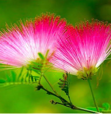 Medicinal Wild Plants, Mimosa Tree, Albizia Julibrissin, Wild Food Foraging, Medicinal Herbs Garden, Mimosa Flower, Edible Wild Plants, Herbal Plants, Health Challenges