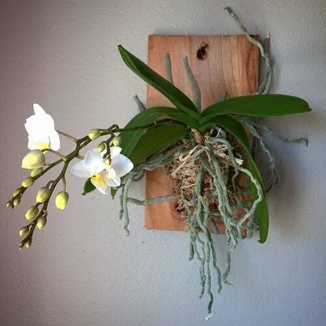 Mounted Orchids, Cedar Board, Repotting Orchids, Hanging Orchid, Gardener Aesthetic, Orchid Plant Care, Orchid House, Orchid Roots, Gardening Aesthetic