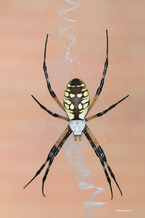 Black and Yellow Garden Spider, Vol. 5, No. 31 | Mississippi State University Extension Service Yellow Garden Spider, Insect Identification, Types Of Spiders, Couples Tattoo, Spider Drawing, Big Peach, Garden Spider, Sketch Reference, Large Spiders