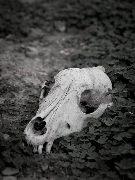 Skull with clovers Bones Aesthetic, Arte Viking, Skull Reference, Animal Skeletons, Ram Skull, Animal Skull, Vulture Culture, Cat Skull, Deer Skulls