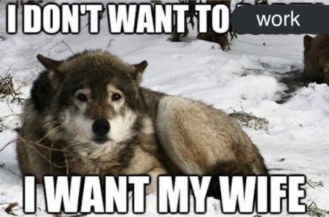 Wolf Meme, Grey Wolf, Chernobyl, A Wolf, Wholesome Memes, My Wife, T Rex, Wolves, Dankest Memes