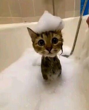 Soggy Cat, Cat Spirit Animal, Ninja Cats, Cat Bath, Silly Dogs, Kittens Funny, Funny Cute Cats, Cat Wallpaper