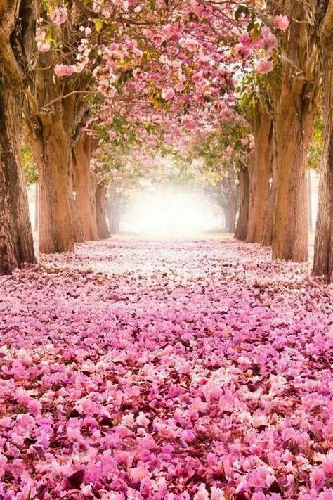 Tree Tunnel, Healthy Wealthy, Plexus Slim, Flower Fragrance, Pink Nature, Total Beauty, Parisian Life, Pink Trees, Trik Fotografi