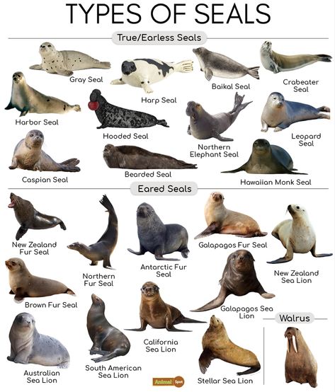 Leopard Seal, Types Of Sharks, Sea Mammal, Elephant Seal, Cute Seals, Types Of Animals, Marine Mammals, Marine Biology, Animal Facts