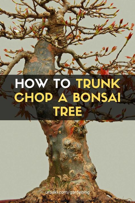 How to Trunk Chop a Bonsai Tree Wisteria Bonsai, Diy Bonsai, Garden Bonsai Tree, Bonsai Fruit Tree, Bonsai Diy, Bonsai Making, Bonsai Pruning, Japanese Bonsai Tree, Jade Bonsai