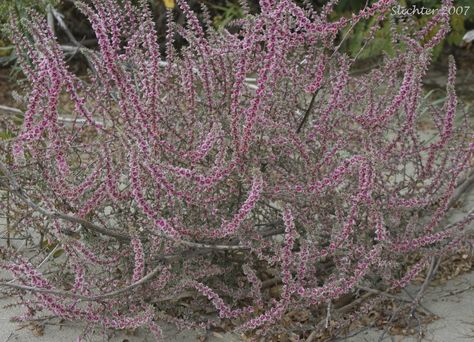 Russian Thistle, Dry River Bed Landscaping, River Bed Landscaping, Cuphea Hyssopifolia, Mexican Heather, Blue Star Juniper, Dry Stream, Dry River Bed, Earth Food