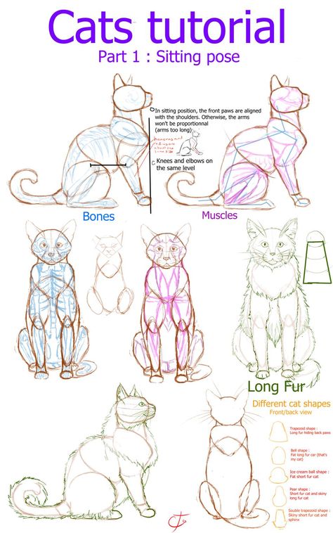 Cats tutorial - part 1 : Sitting position by Ctougas01 on DeviantArt How To Draw Cats, Draw Cats, Body Shapes, To Draw, Step By Step, Deviantart