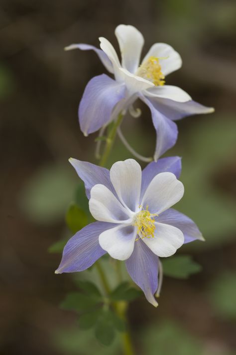 Columbine Wildflowers Drawing, Colorado Wildflowers, Wildflower Drawing, Wildflower Art, Plant Study, Columbine Flower, Unique Flowers, Private Garden, Little Flowers