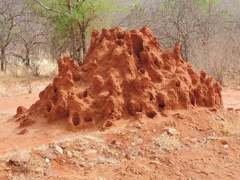 Ant Hill Art, Ant Species, Ant Hill, Natural Architecture, Tantra Art, China Architecture, Bio Art, Mythological Creatures, Environment Design