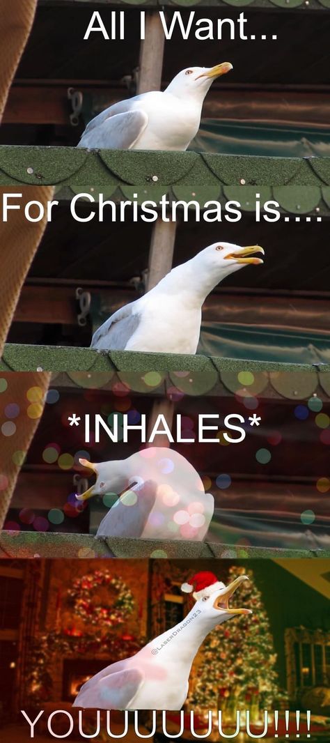 Jing Y Jang, Christmas Memes, Funny Disney Jokes, All I Want For Christmas, Funny Animal Jokes, Very Funny Pictures, Memes Humor, Funny Animal Memes, Real Funny Jokes