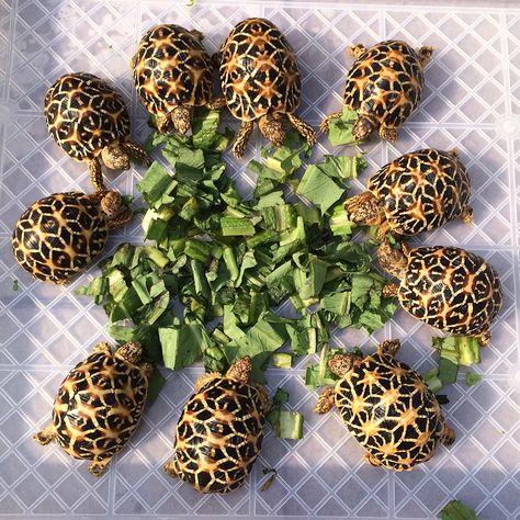 Indian stars Pictures Of Turtles, Star Tortoise, Indian Star Tortoise, Anime Samurai, Snake Turtle, Tortoise Table, Tortoise Care, Sulcata Tortoise, Eat Vegetables