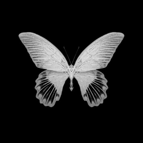 White Butterfly, In The Dark, Black Background, White, Black