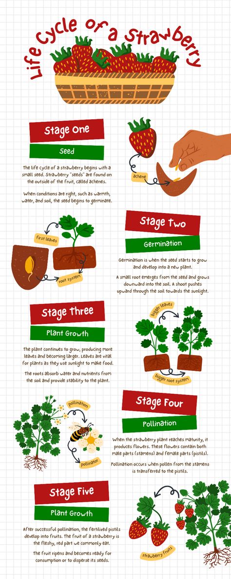 Life Cycle Of A Strawberry, Plant Infographic, Big Leaf Plants, Cucumber Gardening, Strawberry Varieties, Medicinal Herbs Garden, Winter Crops, Seed Collection, Chicken Garden