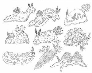 Sea Slugs Drawing, Sea Slug Drawing, Cute Sea Slug Drawing, Nudibranch Tattoo, Python Tattoo, Nudibranch Drawing, Nudibranch Art, Underwater Drawing, Blue Nudibranch